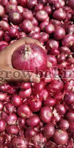 Fresh Red Onion (Pink Onion / Garwa Onion / Summer Onion)