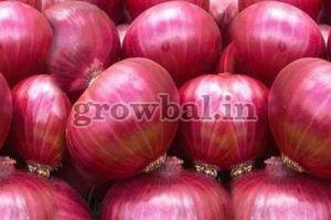 Fresh Red Onion (Pink Onion / Garwa Onion / Summer Onion)