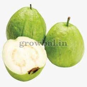 Fresh White Guava