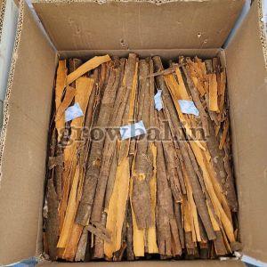 Split Cassia