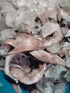 Frozen Lepo Fish