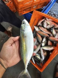 Frozen Mackerel Fish