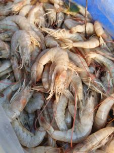 Frozen Shrimps