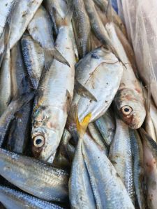Frozen Small Tarli Fish