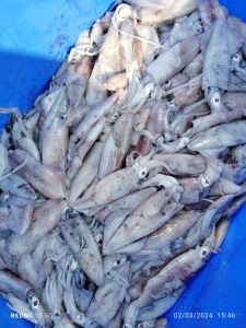 Frozen Squid Fish