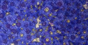 Blue Cornflowers