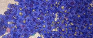 Blue Cornflowers