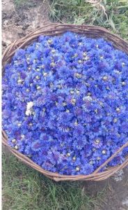 Blue Cornflowers
