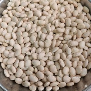 Large White Lima Beans (Kutch Origin)