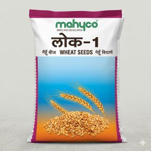 LOK-1 Wheat: Premium Quality for Soft, Nutritious Chapatis