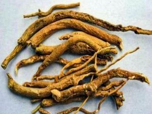 Dry Punarnava Root