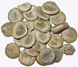 Zeher Kuchla Seeds
