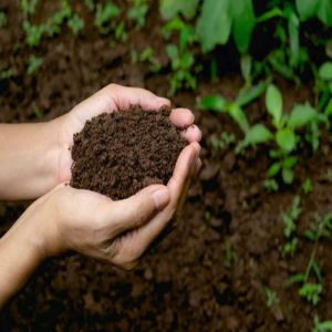 Organic Cow Dung Fertilizer