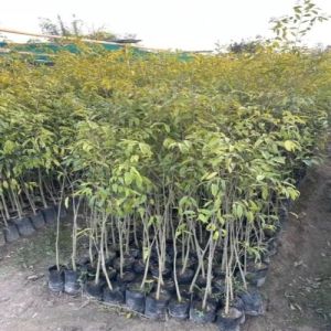 Agarwood Plantation Live Plants