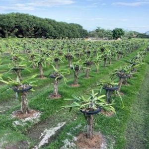 Dragon Fruit Farming Plants