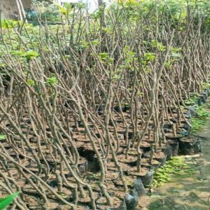 High Yield Apple Plants