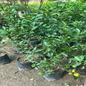 Hybrid Lemon Fruit Plants