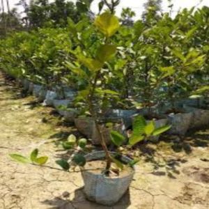 Juicy Lemon Live Plants