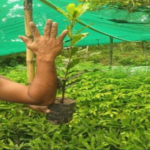 Macadamia Nut Live Plants