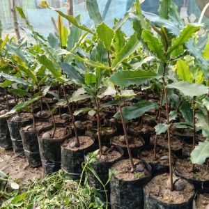 Elite Macadamia Nut Plants