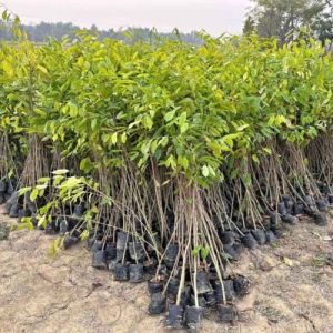 Premium Agarwood Live Plants