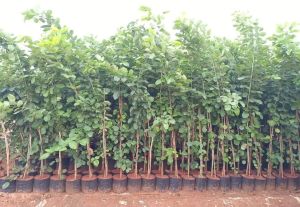 Red Sandalwood Live Plants