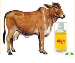 Desi Cow Urine