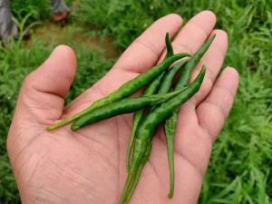 Teja Fresh Green Chili