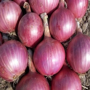 A Grade Red Onion