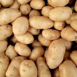 A Grade Fresh Potato