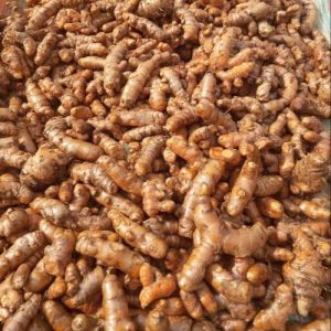 Organic Turmeric Finger