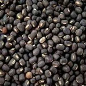 Black Gram