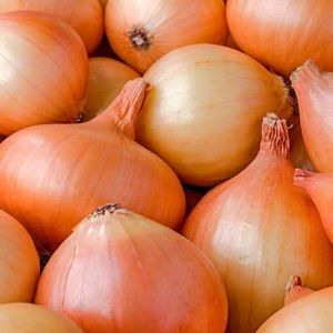 Fresh Yellow Onion