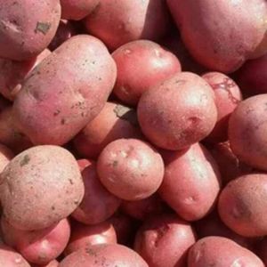 A Grade Fresh Red Potato