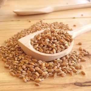 Natural Wheat Grain