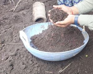 Organic Vermicompost
