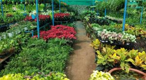 Plant Nursery Development Service