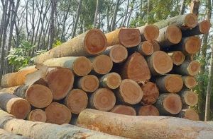 Raw Timber Logs