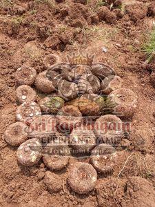 Fresh Elephant Yam