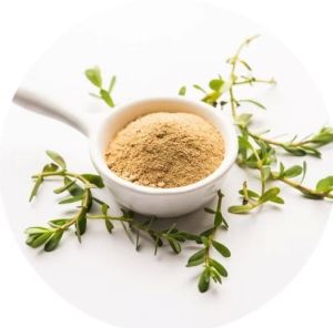Bacopa Monnieri Extract Powder