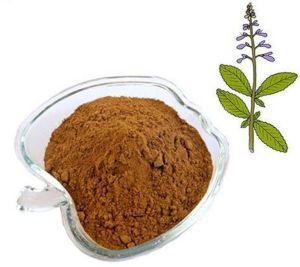 Coleus Extract Powder