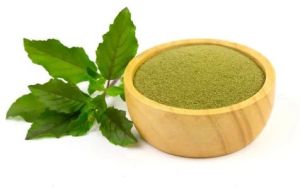 Holy Basil Extract Powder