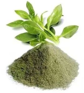 Kalmegh Extract Powder