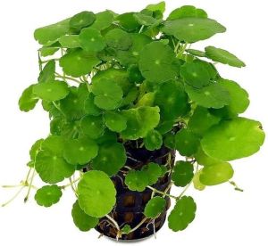 Mandukaparni Whole Plant