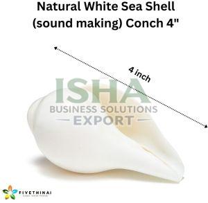 Natural White Sea Shell