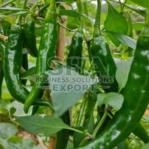 A Grade Fresh Green Chilli