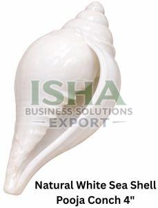 Natural White Sea Shell