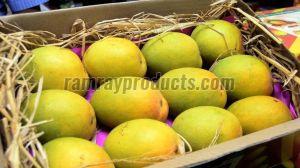 Fresh Ratnagiri Alphonso Mango