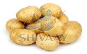 Farm Fresh Potato