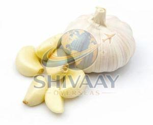 Fresh Garlic Bulbs